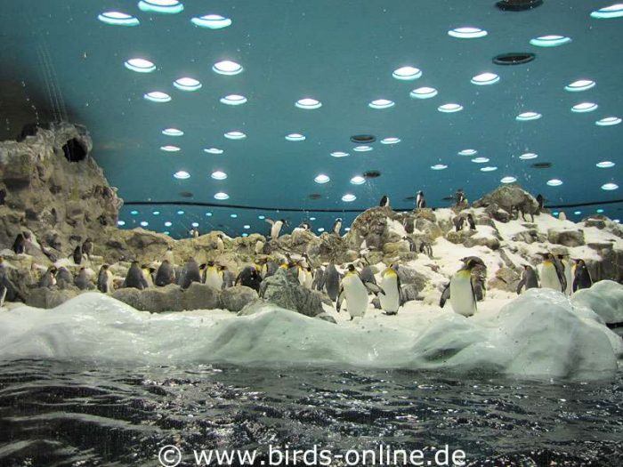 Mehrere Pinguinarten teilen sich den Lebensraum im Planet Penguin