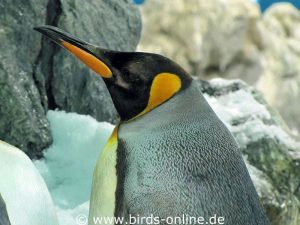 Die Königspinguine sind die größten Bewohner des Planet Penguin.