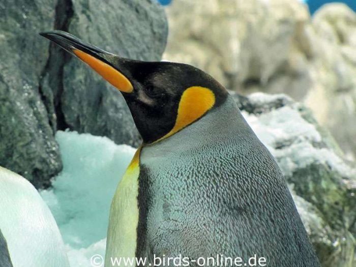 Die Königspinguine sind die größten Bewohner des Planet Penguin
