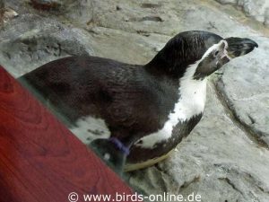 Ein Humboldt-Pinguin an Land.