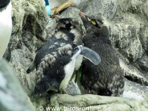 Zwei junge Felsenpinguine im Planet Penguin.