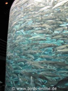 Tausende Fische schwimmen im Glaszylinder.