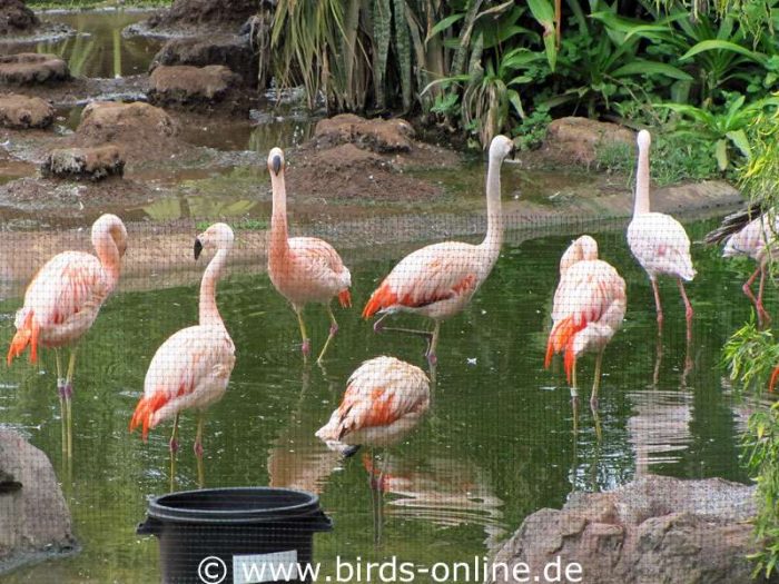 Einige Flamingos aus der Nähe betrachtet