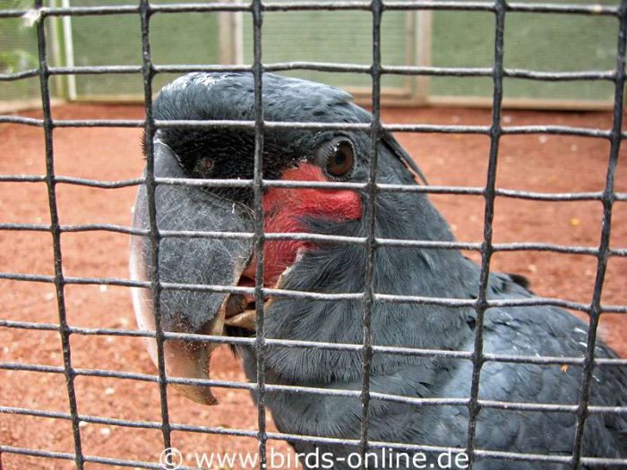 Jugendlicher Palmkakadu (Probosciger aterrimus) in der 'Kindergartenvoliere'