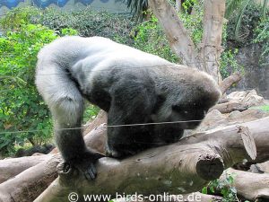 Hier sieht man, weshalb große Gorilla-Männchen Silberrücken genannt werden.