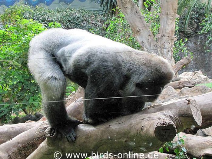 Hier sieht man, weshalb große Gorilla-Männchen Silberrücken genannt werden