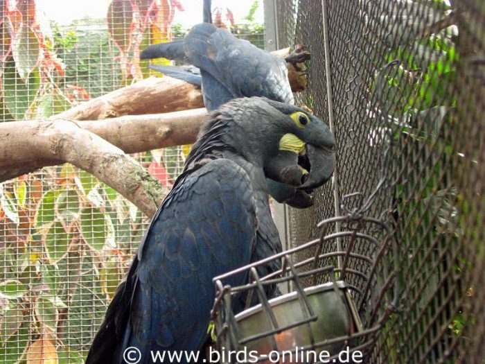 Junge Hyazintharas (Anodorhynchus hyacinthinus) in der 'Kindergartenvoliere'