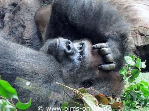 Westlicher Flachlandgorilla (Gorilla gorilla gorilla) ruht sich aus.
