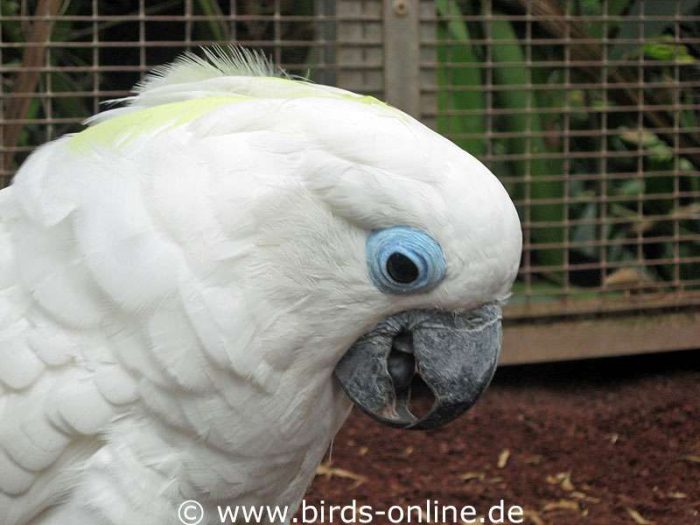 Junger Brillenkakadu (Cacatua ophthalmica) in der 'Kindergartenvoliere'.