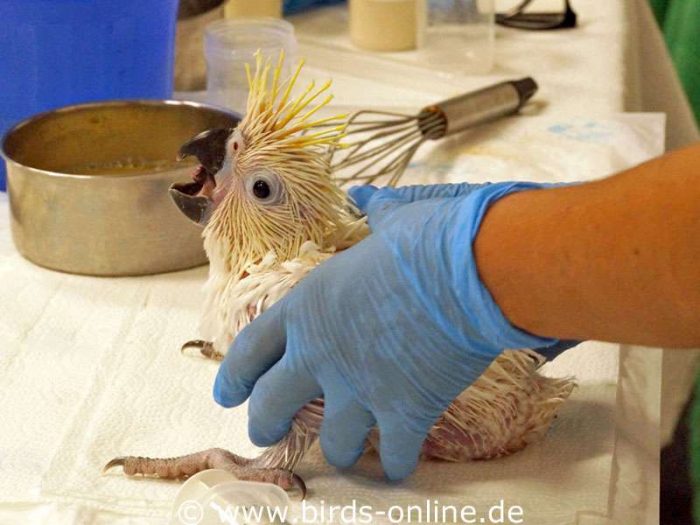 Junger Gelbhaubenkakadu (Cacatua galerita) freut sich auf seine Portion Futter