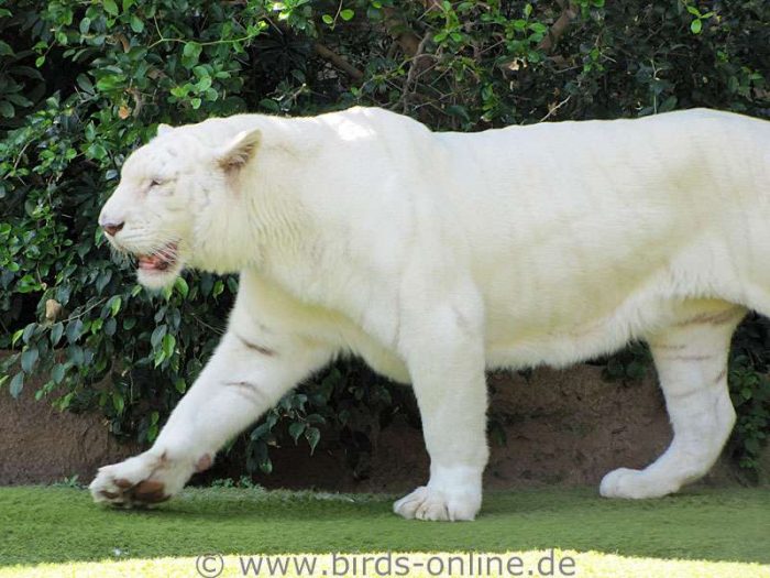 Prince, das weiße Tigermännchen (Panthera tigris) des Loro Parque