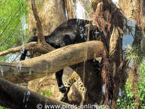 Zwei Jaguare (Panthera onca) beim Ausruhen.