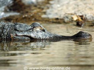 Alligatoren wirken träge, können sich aber sehr schnell bewegen.