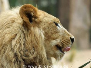 An seiner Mähne ist dieser Löwe (Panthera leo) leicht als Männchen zu erkennen.
