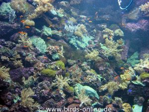 Korallenriff im Aquarium des Loro Parque