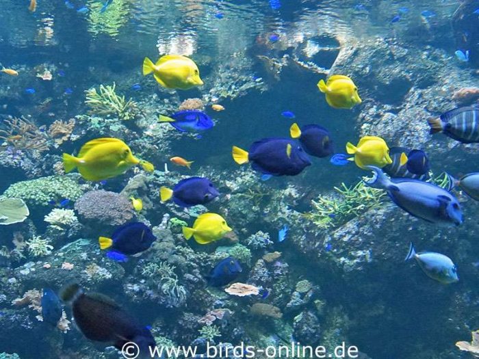 Blauer Segelflossendoktor (Acanthurus coeruleus, mit gelber Schwanzflosse), jugendlicher Blauer Doktorfisch (Acanthurus coeruleus, vollständig gelb) und einige weitere Riffbewohner