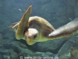 Meeresschildkröte im Aquarium des Loro Parque