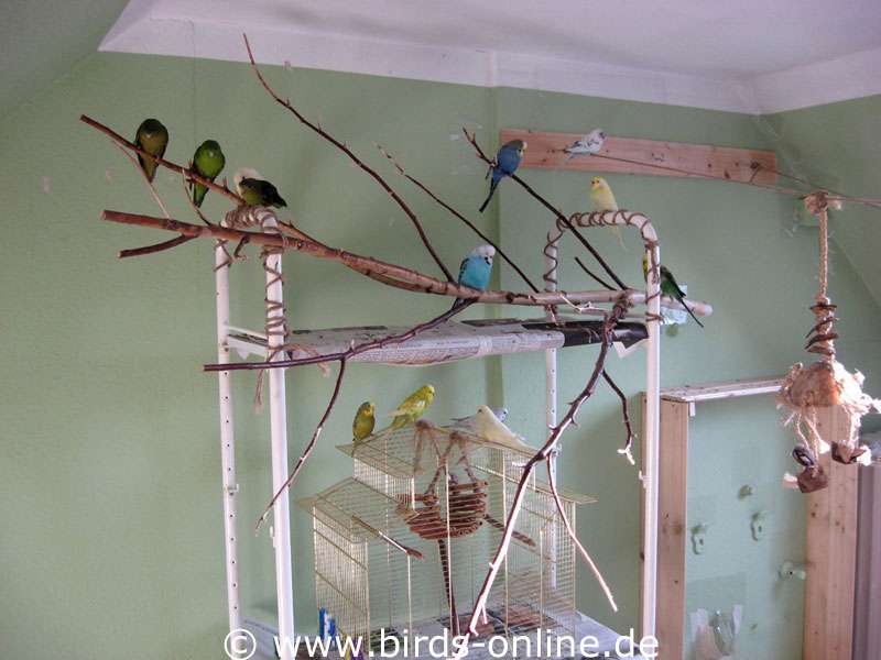 An einem alten Kellerregal können verzweigte Naturäste befestigt werden, die von den Vögeln gern als Sitzplätze angenommen werden.