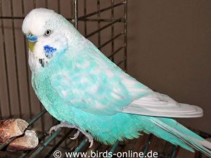 My budgie Max was more than 10 years old when he passed away.