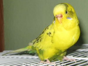 My male (!) budgie Shiva was not even four years old when he died because of a testicular tumor.