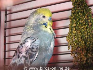 This budgie receives warming infrared light and easily digestible food.