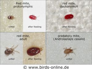 Different life stages of the red mite and the predatory mite Androlaelaps casalis.