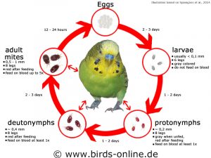 Schematic illustration of the red bird mite life cycle after Sparagano et al., 2014.