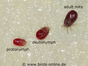 Three different stages: protonymph, deutonymph and adult red mite, each seen from below and after feeding on blood.