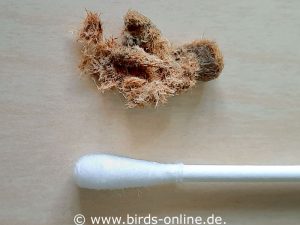This foreign body consisting of rope fibers was surgically removed from a budgie's crop.