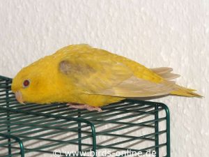 An den Flügeln hat der ansonsten gelb gefärbte Yoko einen Anflug von braun.