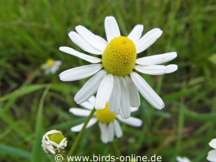 Echte Kamille (Matricaria chamomilla)