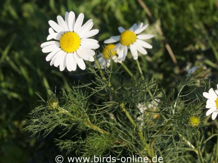 Geruchlose Kamille (Tripleurospermum inodorum)