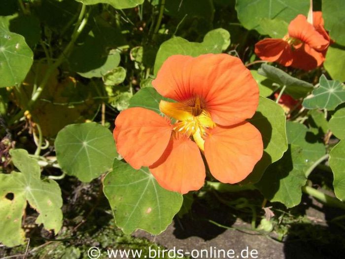 Große Kapuzinerkresse (Tropaeolum majus)