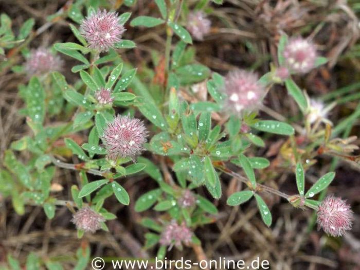 Hasen-Klee (Trifolium arvense)