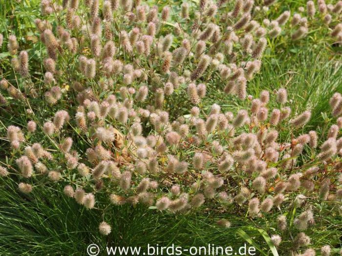 Hasen-Klee (Trifolium arvense)