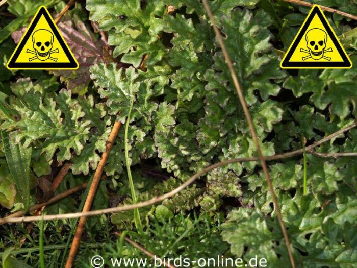 Blattrosette des Jakobs-Greiskrauts (Senecio jacobaea), diese Pflanzenart ist stark giftig