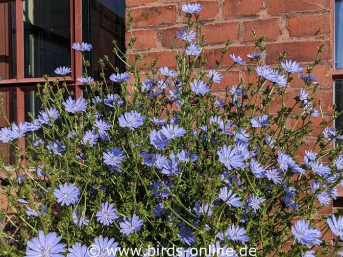 Gewöhnliche Wegwarte (Cichorium intybus), blühend