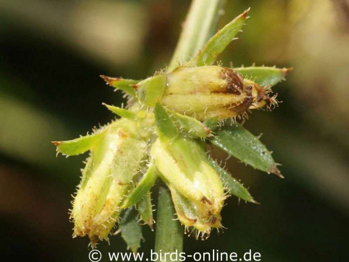 Gewöhnliche Wegwarte (Cichorium intybus), Fruchtstände