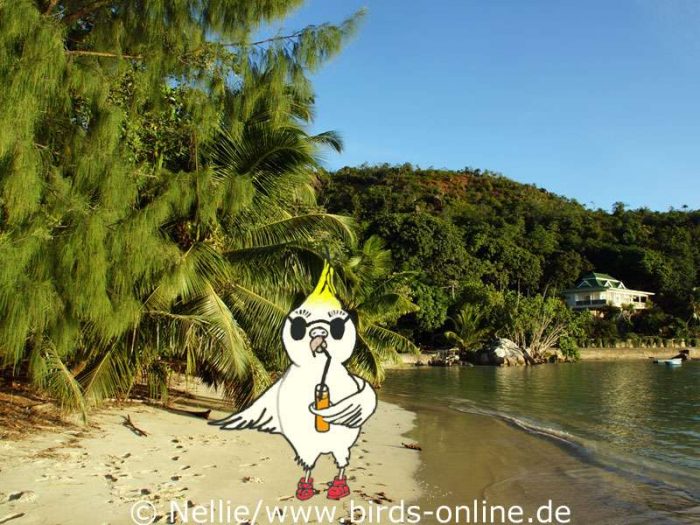 Nellie am Strand auf Praslin