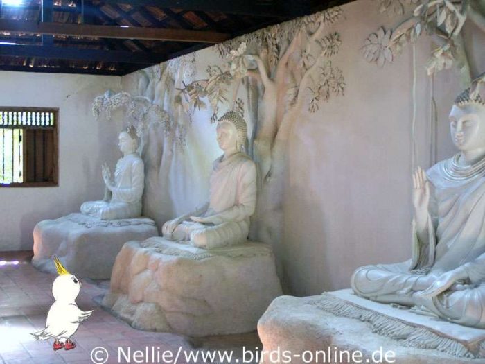 Nellie in einem buddhistischen Tempel in Sri Lanka