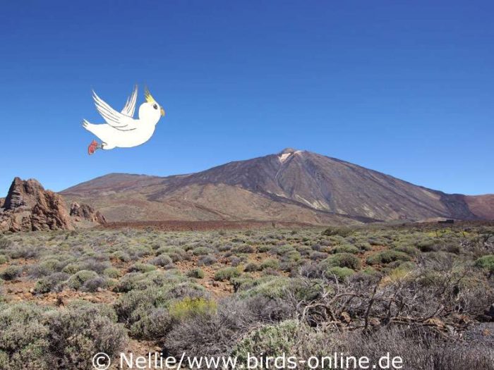 Nellie fliegt im Nationalpark auf Teneriffa mit dem Teide im Hintergrund