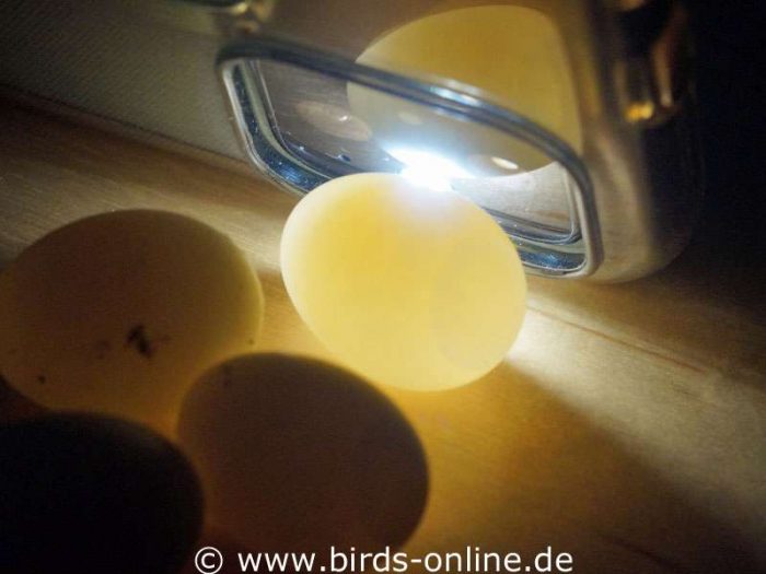 Schieren mit der Taschenlampe eines Smartphones: dieses Ei ist unbefruchtet