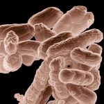 Desinfektion von Käfigen, Volieren und Zubehör