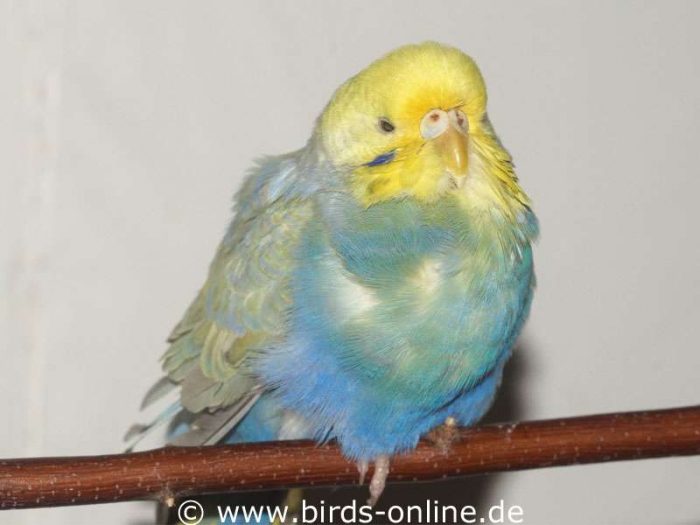 Mel beim abendlichen Entspannen; auf dem Foto ist ihr Grauer Star zu erkennen